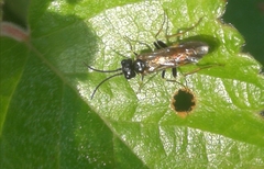 Allantus cinctus