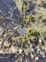 Crambe koktebelica