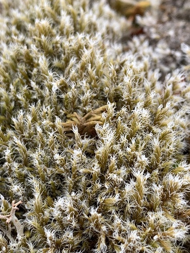 Racomitrium lanuginosum