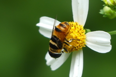 Phytomia argyrocephala