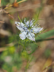 Nigella elata