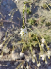 Crambe koktebelica