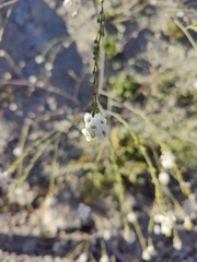 Crambe koktebelica