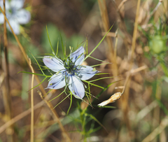 Nigella elata