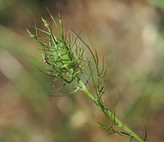 Nigella elata