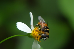 Phytomia argyrocephala