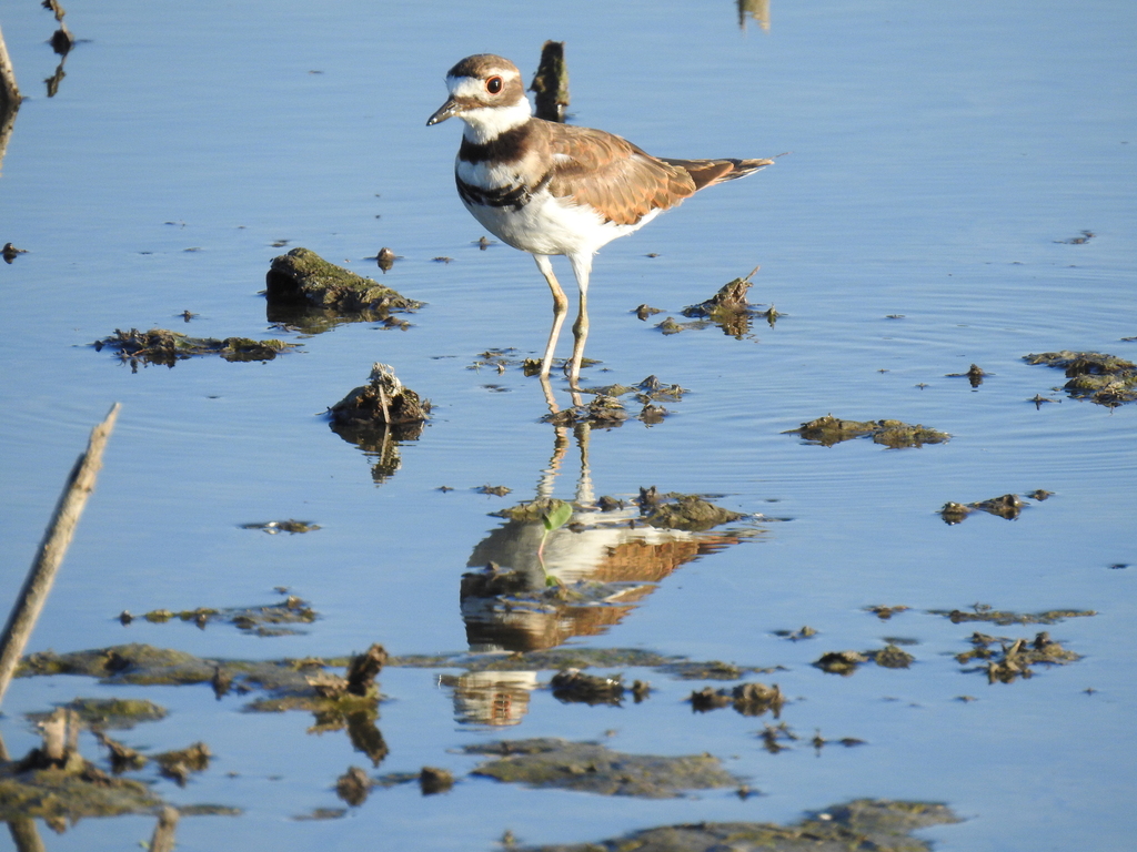 Killdeer from Lewisville, TX, USA on July 24, 2022 at 0843 AM by
