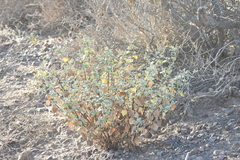 Ambrosia chenopodiifolia