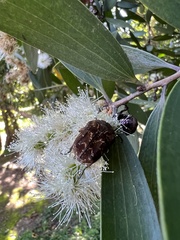 Protaetia fusca