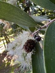 Protaetia fusca
