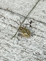 Dendrocoris humeralis