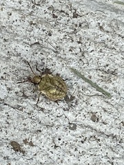 Dendrocoris humeralis