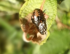 Rhacognathus punctatus