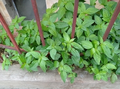 Acalypha australis