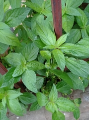 Acalypha australis