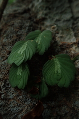 Elatostema salvinioides