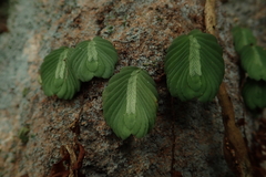 Elatostema salvinioides