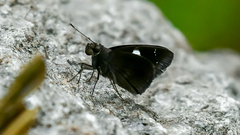 Notocrypta curvifascia