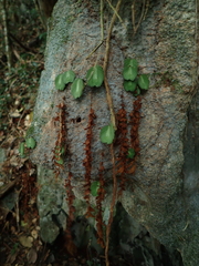 Elatostema salvinioides