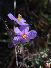 Chaenostoma caeruleum