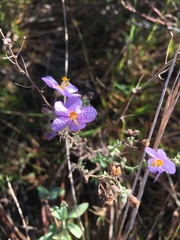 Chaenostoma caeruleum