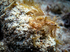 Amphelikturus dendriticus