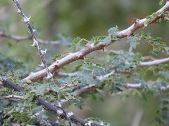 Senegalia burkei