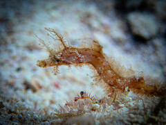 Amphelikturus dendriticus