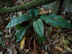 Calanthe triplicata