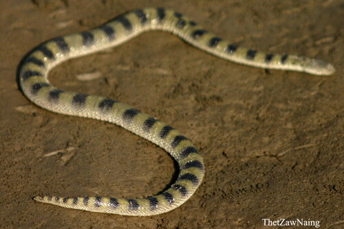 Keel-bellied Water Snake