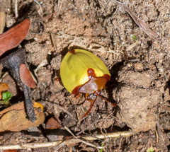 Paraselenis dichroa