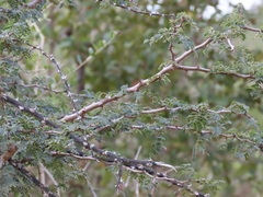 Senegalia burkei