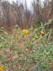 Centromadia parryi australis