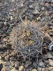 Ferocactus fordii