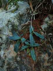 Calanthe triplicata