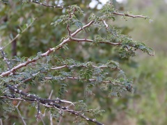 Senegalia burkei