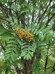 Sorbus