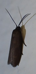 Urodus mirella