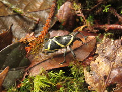 Cryptoderma