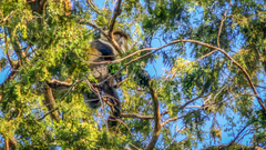 Cercopithecus mitis kolbi
