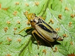 Evacanthus bellaustralis