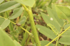 Homalodisca ichthyocephala