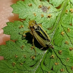 Evacanthus bellaustralis