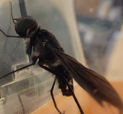 Anthrax aterrimus