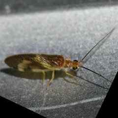 Climacia