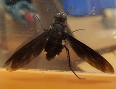Anthrax aterrimus