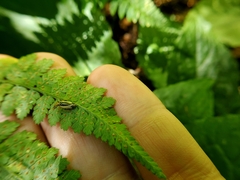 Evacanthus bellaustralis