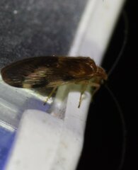 Climacia