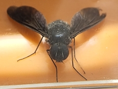 Anthrax aterrimus