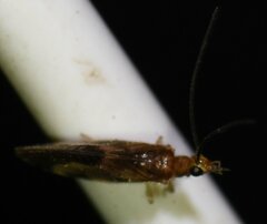 Climacia